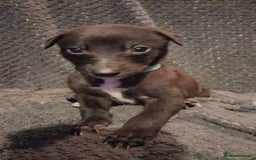 Mixed Breed dogs for sale: 5 lovely Lurchers  - Image 1