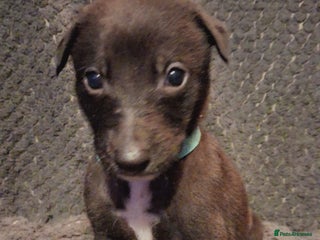 Mixed Breed dogs for sale - Advert 1