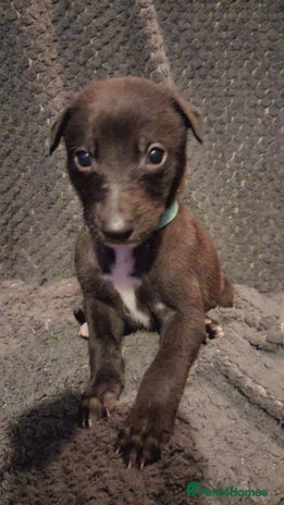 Mixed Breed dogs - Advert 1