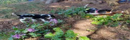 Cavalier King Charles Spaniel dogs for sale: Beautiful KC Reg Cavalier Puppies - Advert 3