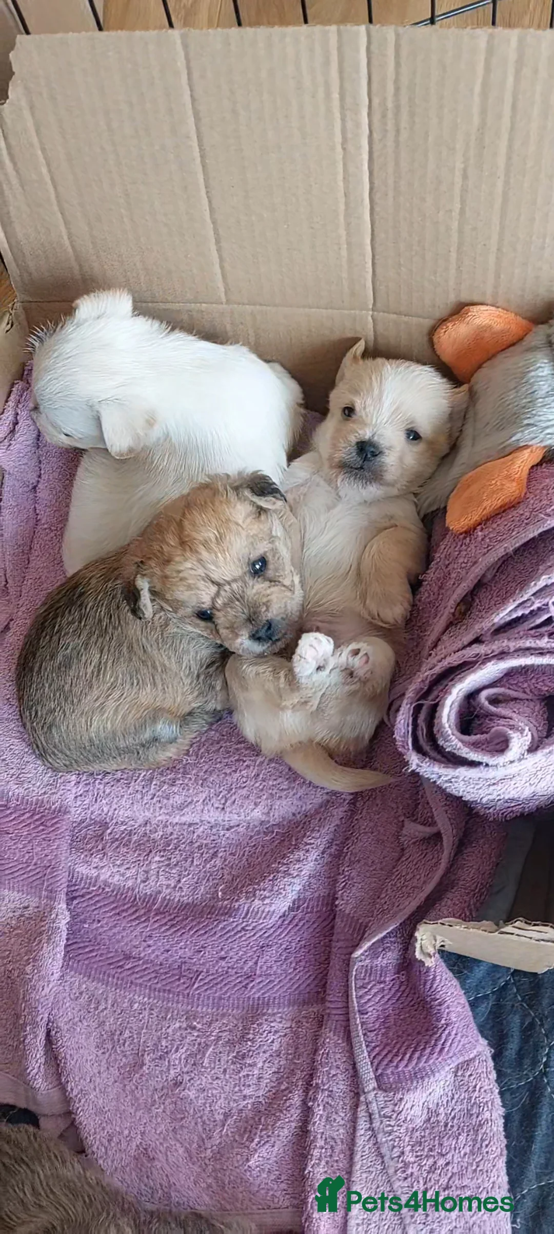 Jackapoo dogs for sale: JACKANORRIPOOS - Advert 15