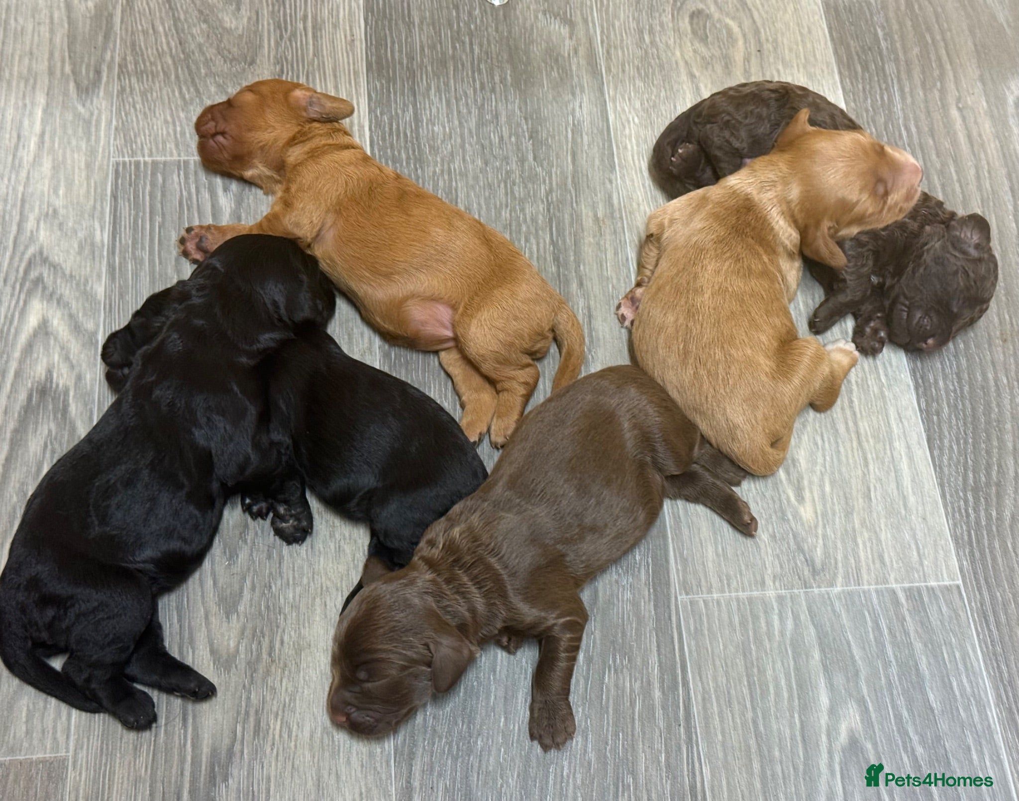 Cockapoo dogs Stunning F2 Cockapoo Puppies   - Advert 2