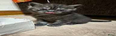 British Shorthair Kitten 1