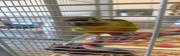 Conures birds for sale: Green Cheek Conure in Hayling Island - Advert 6