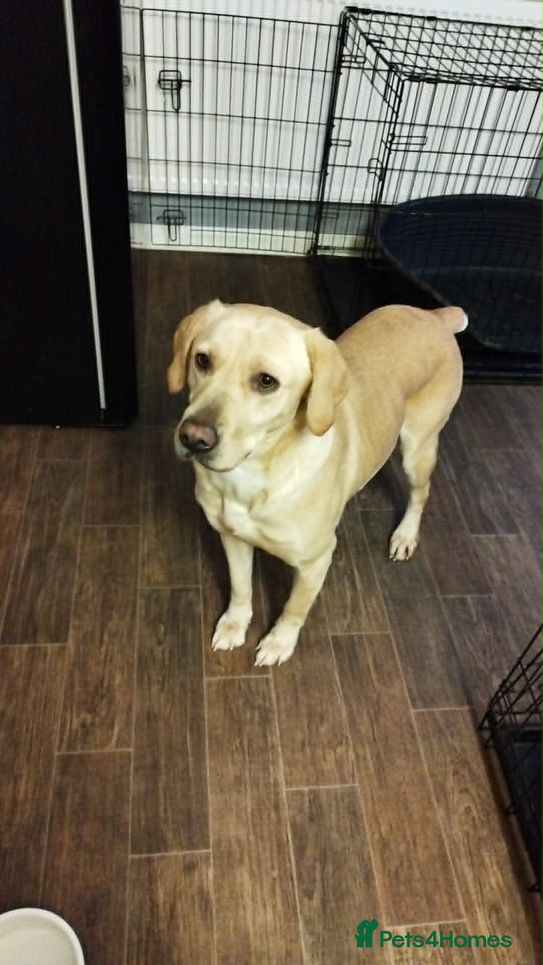 Labrador Retriever dogs for sale: Loving Forever Home Needed for Two Best Friends 🐾 - Advert 5