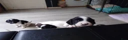 English Springer Spaniel dogs for sale: 7 x English Springer Spaniel puppies for sale - Advert 21