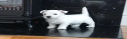 West Highland Terrier dogs for sale: West highland terrier puppies  - Advert 16
