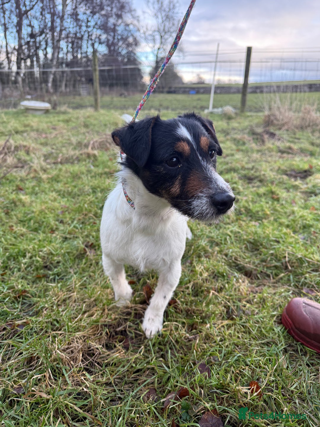 Jack Russell dogs for sale: Tri Jack Russell Girl - Advert 5