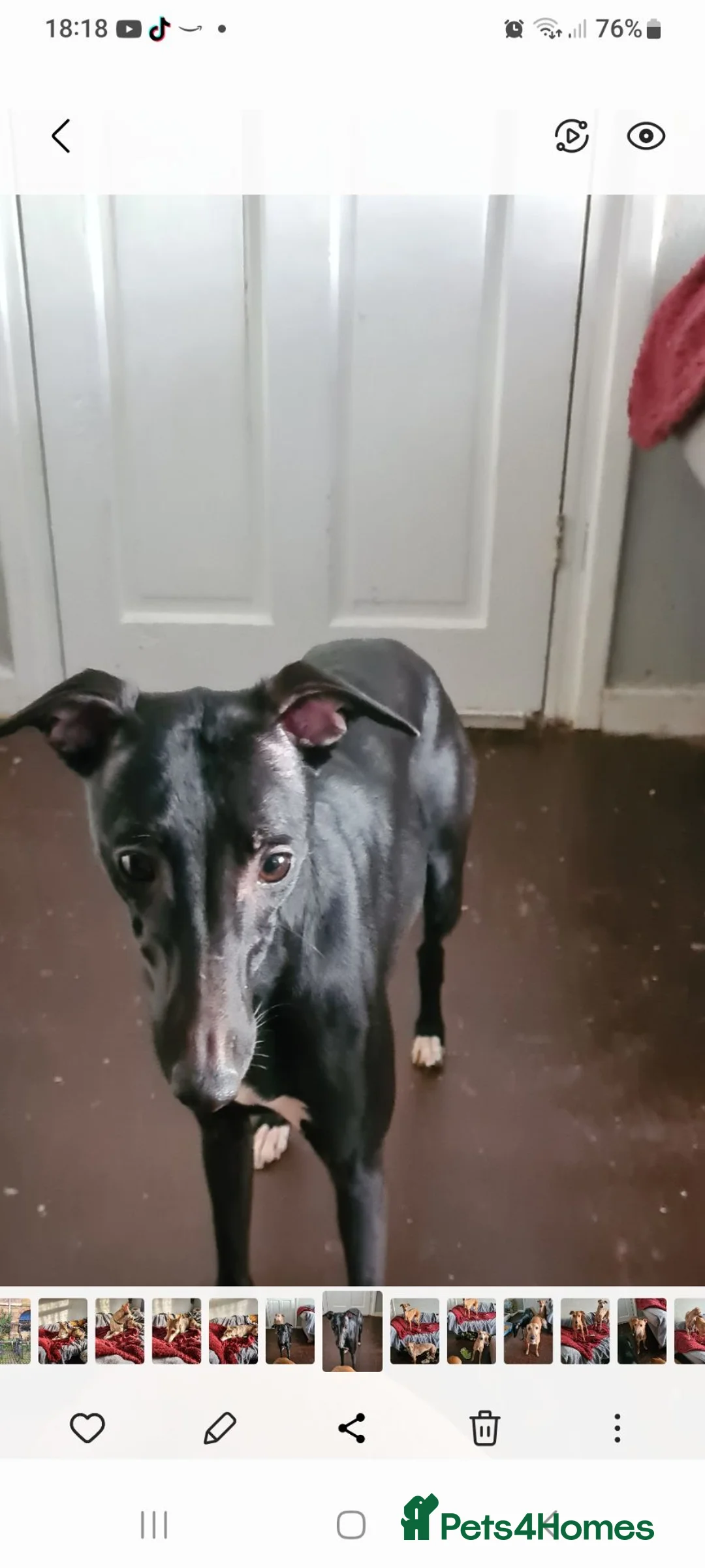 Whippet dogs for sale: Whippet - Advert 2