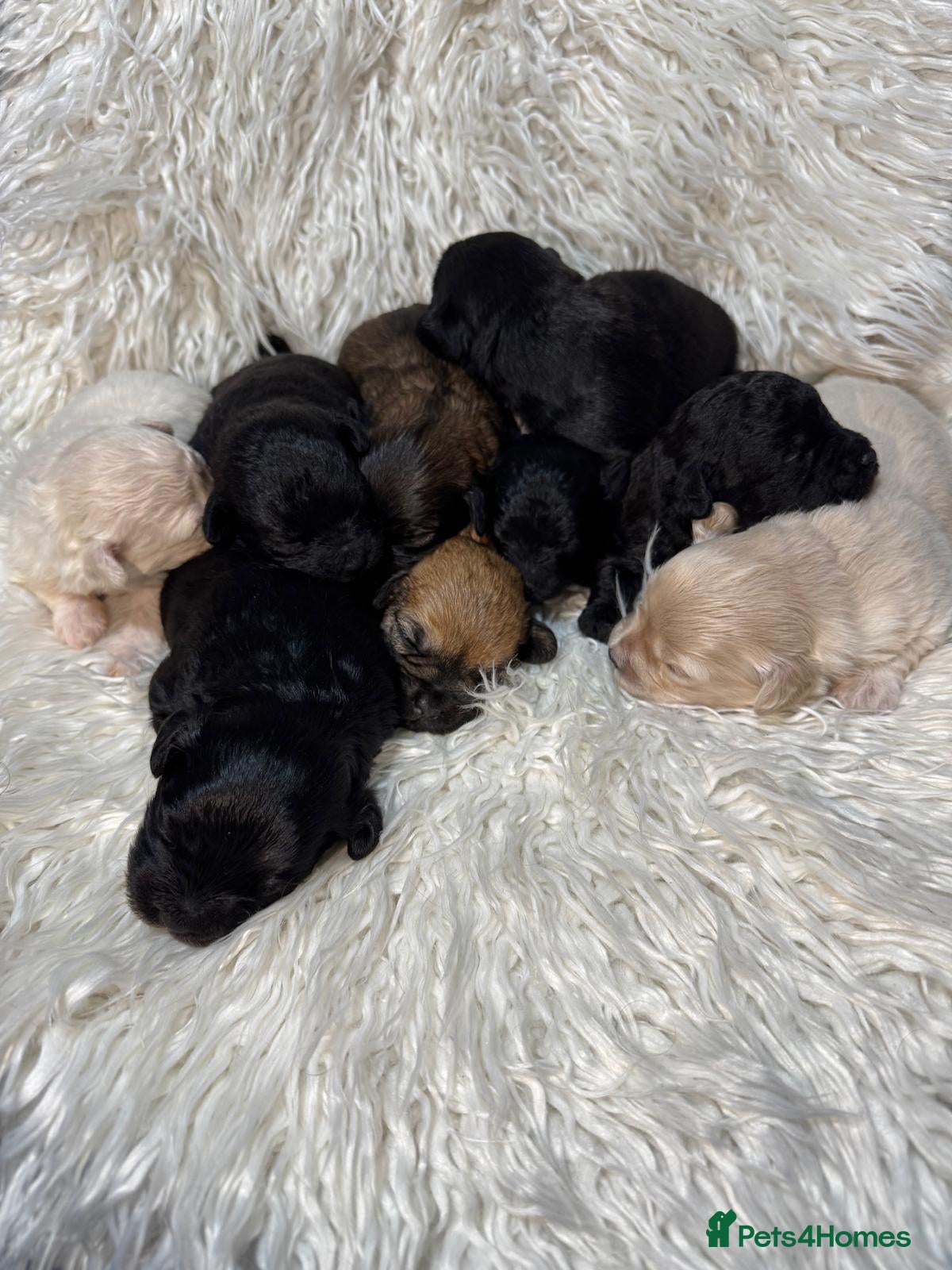 Shihpoo dogs 9 beautiful shihpoo puppies 🐶  - Advert 2