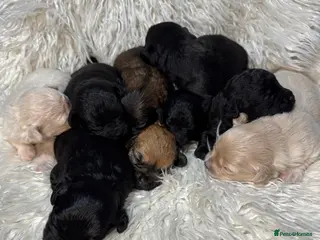 Shihpoo dogs 9 beautiful shihpoo puppies 🐶 - Advert 2