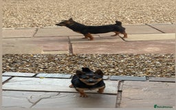 Jack Russell dogs for sale: Stunning miniature Jack Russell 🏡🏡 ❗️sold ❗️ - Image 1