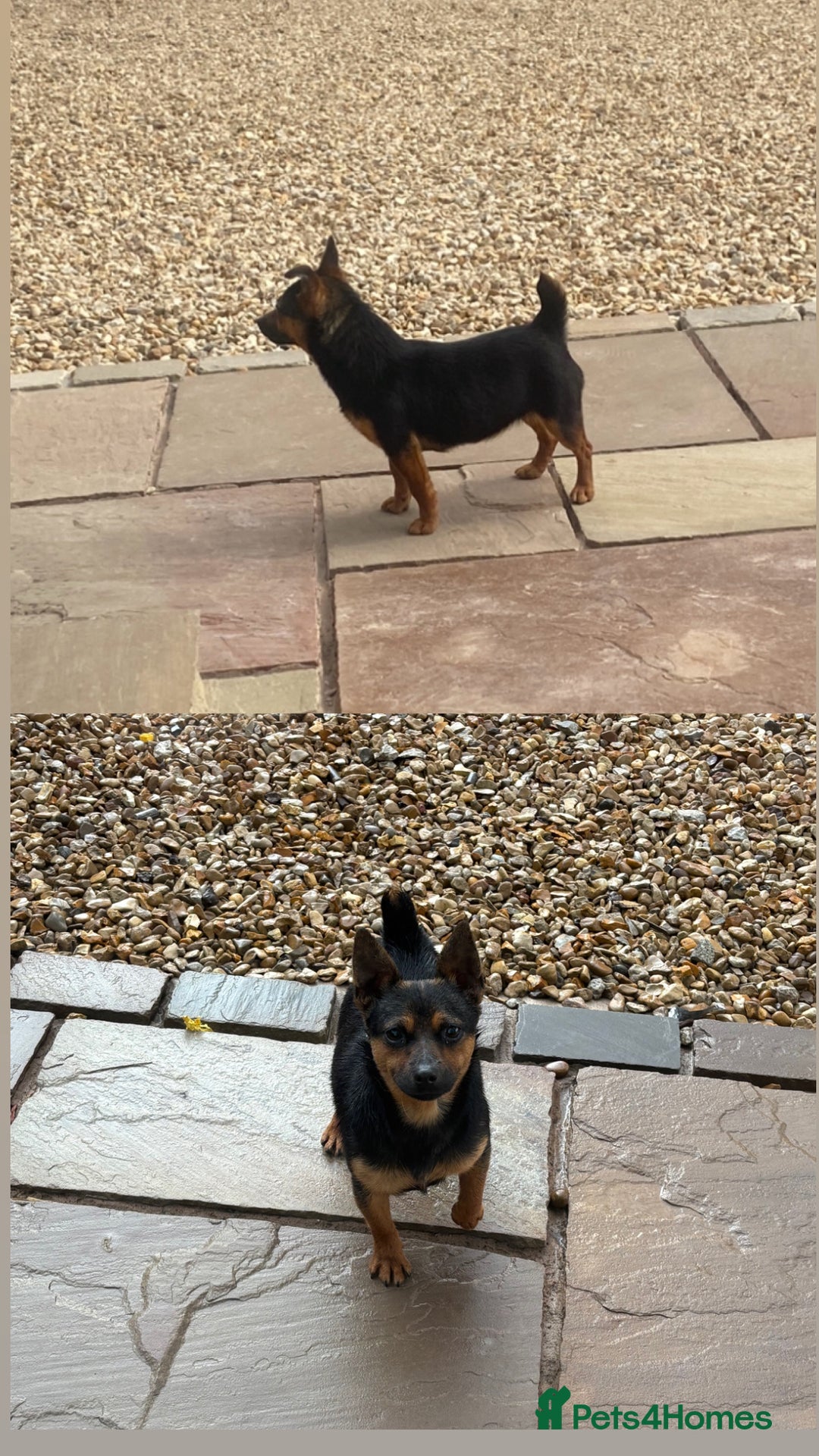 Jack Russell dogs for sale: Stunning miniature Jack Russell 🏡🏡 ❗️sold ❗️ - Image 1