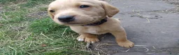 Labrador Retriever dogs for sale: 4 gorgeous Labrador boys - Advert 12