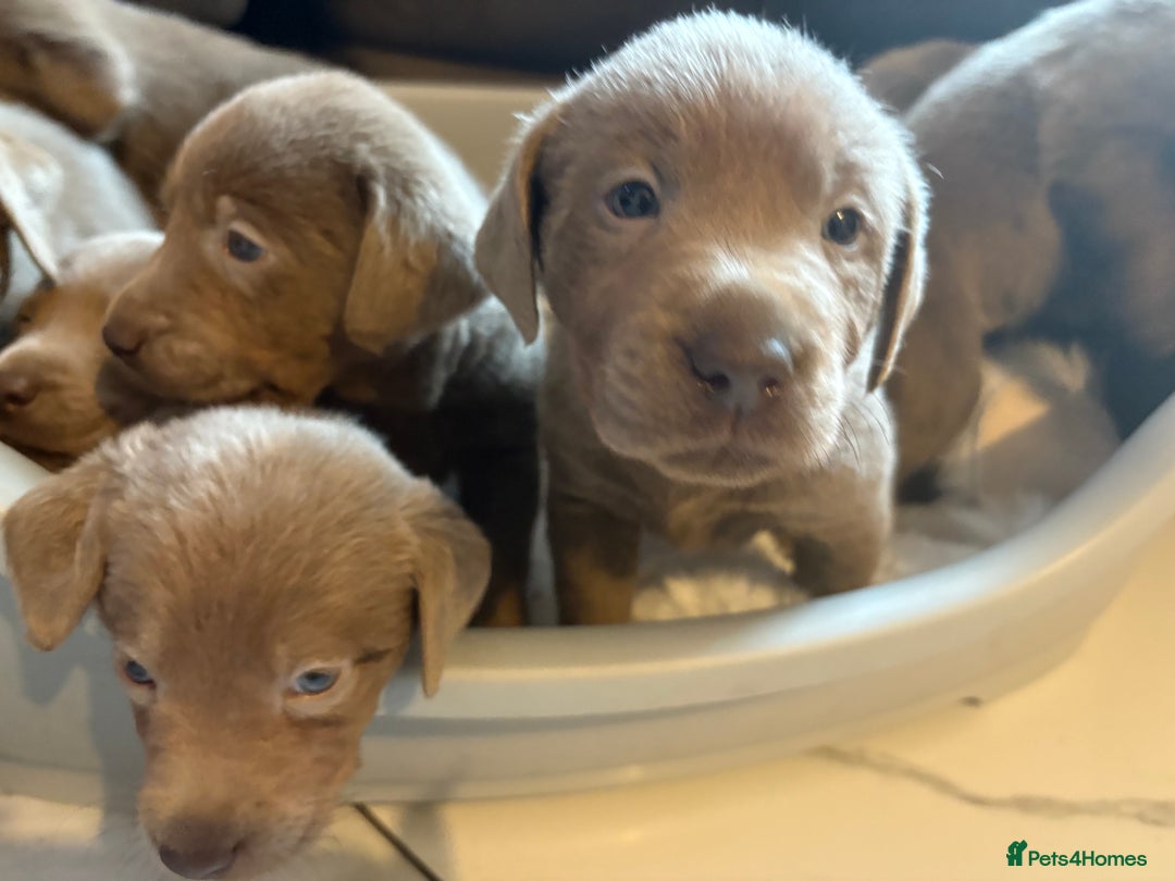 Labrador Retriever dogs for sale: Silver Labrador retriever puppies - Advert 29