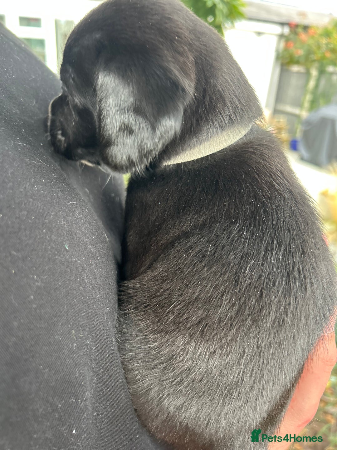 Mixed Breed dogs for sale: Mix breed puppies - Image 6