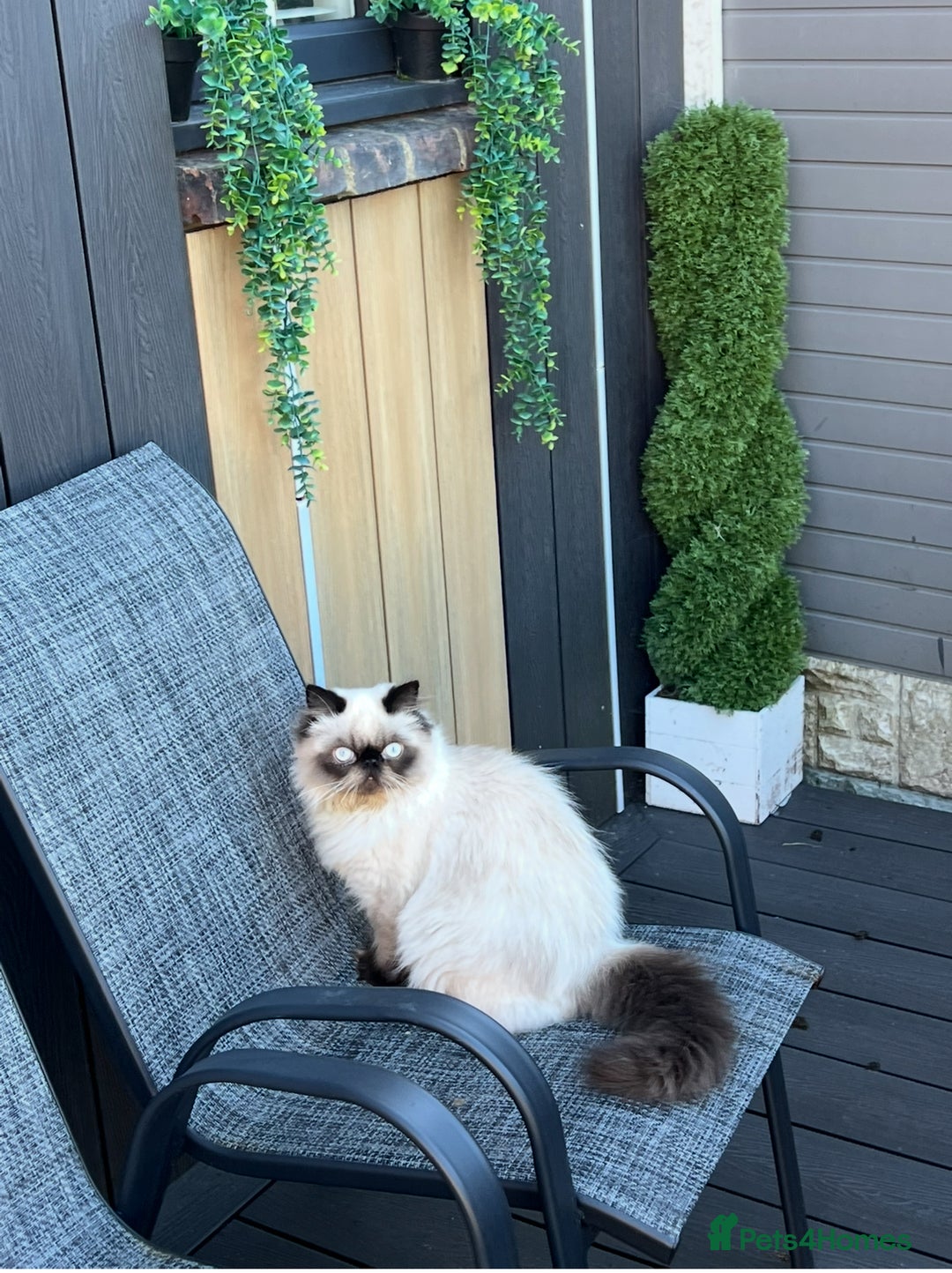 Persian cats for stud: PKD negative Himalayan Persian cat for stud only - Image 9