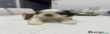 Shih Tzu Puppy 1