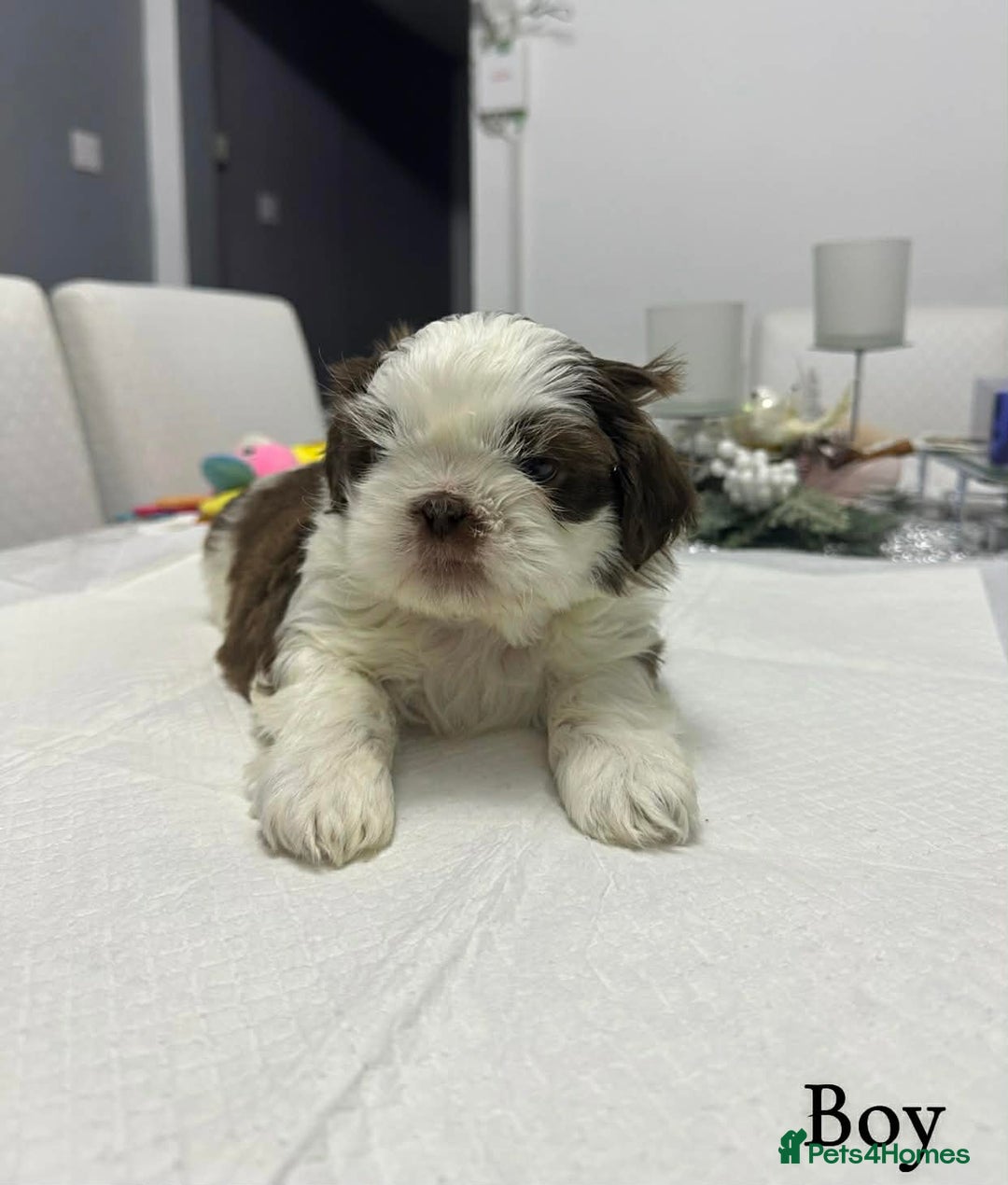Shih Tzu dogs for sale: 2 female and 1 male Shih Tzu puppies  - Advert 3