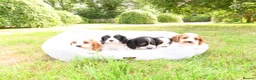 Cockalier dogs for sale: Cockalier puppies - 5 in litter  in Tonbridge - Advert 21
