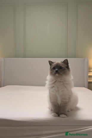 Ragdoll cats ✨Last girl left! European purebred ragdoll ✨ - Advert 12