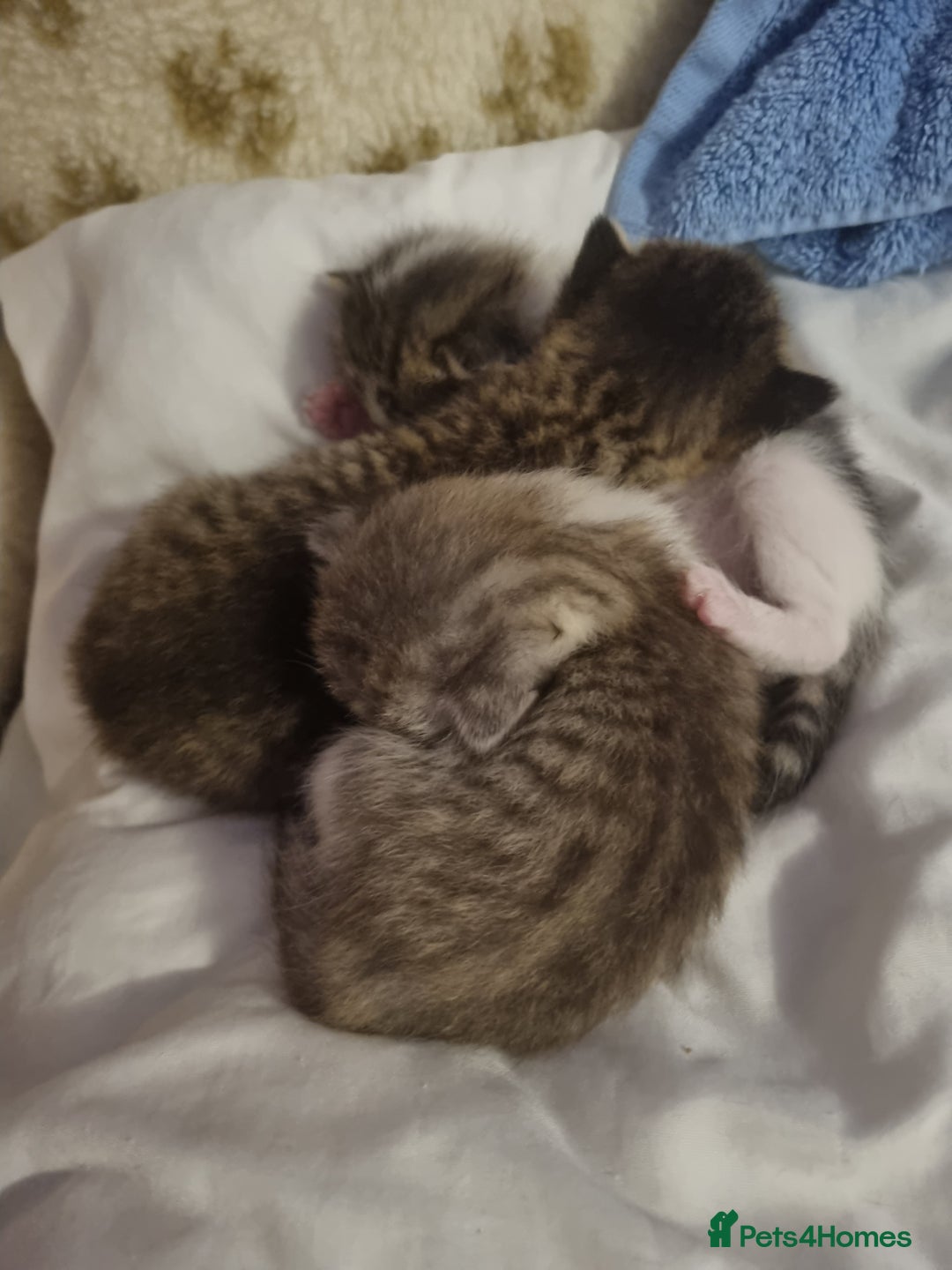 American Shorthair cats for sale: Gorgeous girls looking for new home🏡 - Image 17