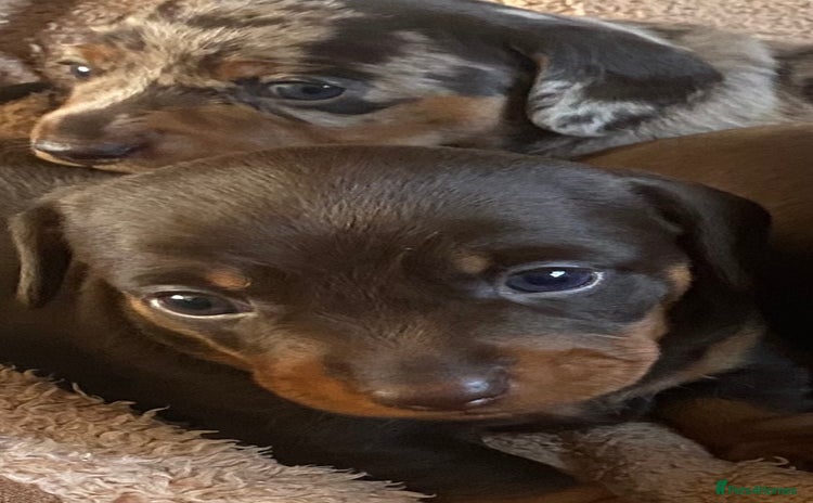 Miniature Dachshund dogs - Advert 8