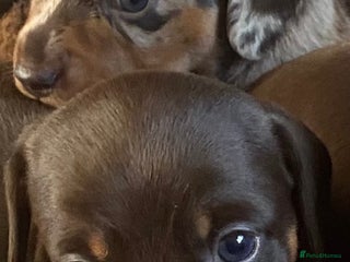 Miniature Dachshund dogs Smooth Coat Mini Dachshund - Advert 11