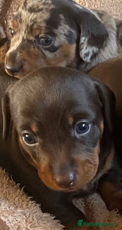 Miniature Dachshund dogs - Advert 8