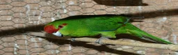 Parakeets birds for sale: Green male kakariki - Advert 1