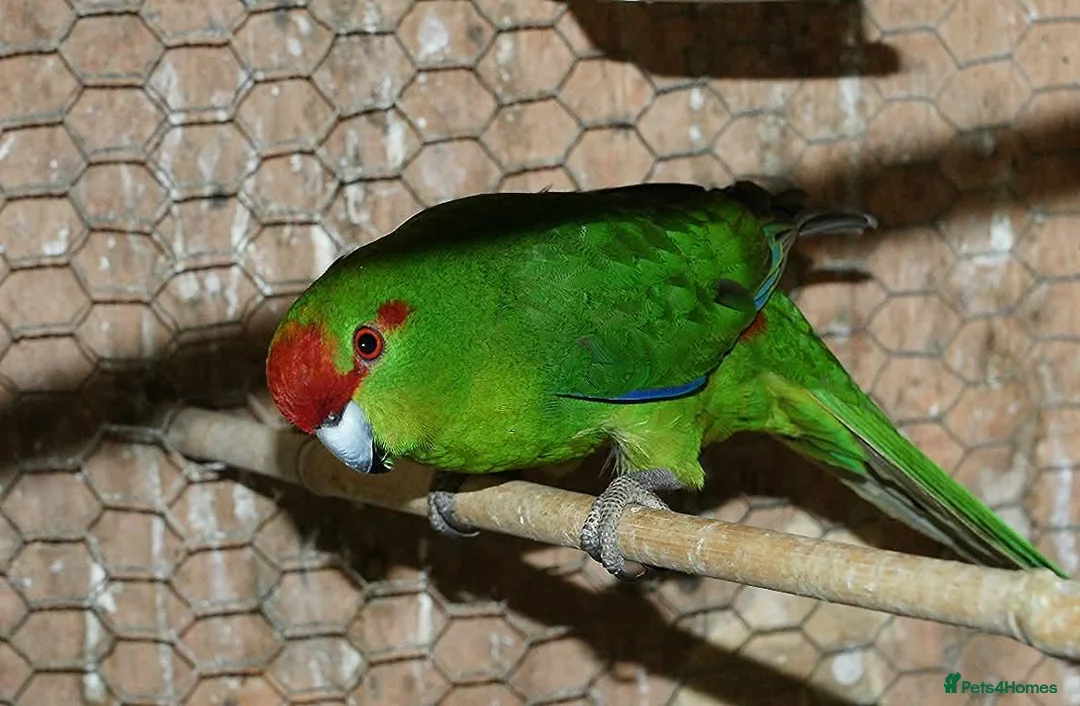 Parakeets birds for sale: Green male kakariki - Advert 1
