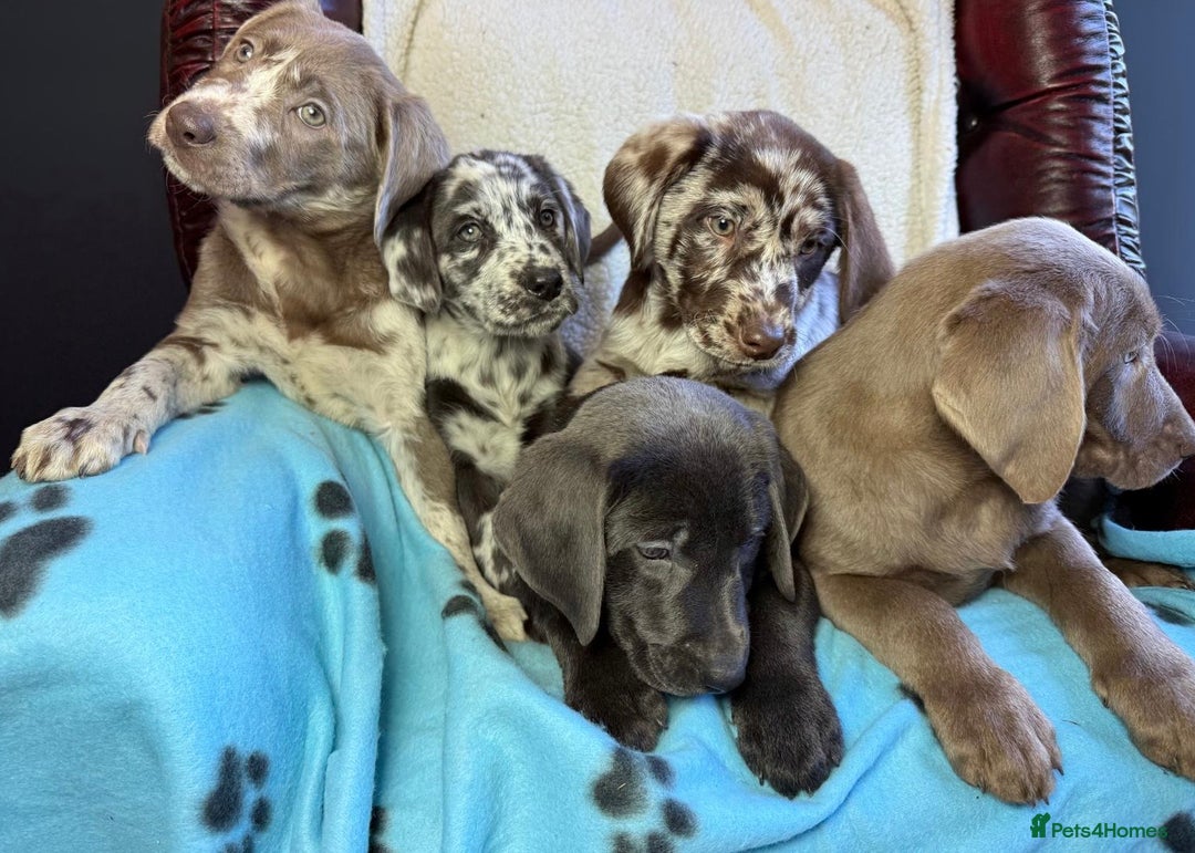 Labrador Retriever dogs for sale: Gorgeous Rare Labrador Retriever Pups  - Image 15
