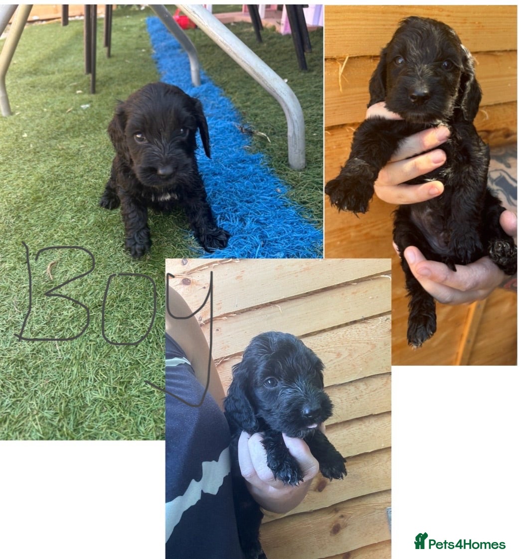 Cockapoo dogs Cockapoo puppies  - Advert 13