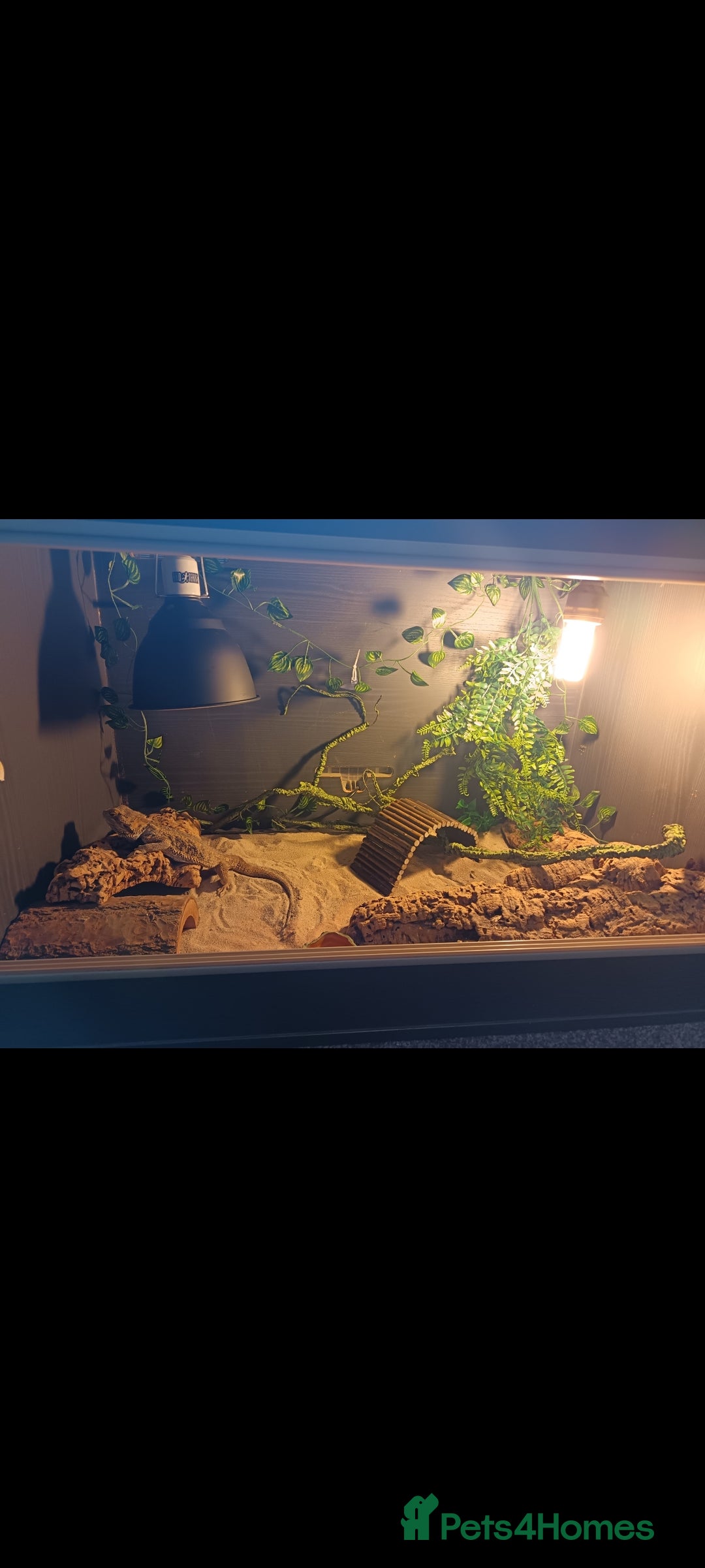 Bearded Dragon reptiles for sale: Leonard the bearded dragon  - Advert 8