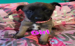 Belgian Shepherd Dog dogs for sale: Belgian shepherd's  - Image 7