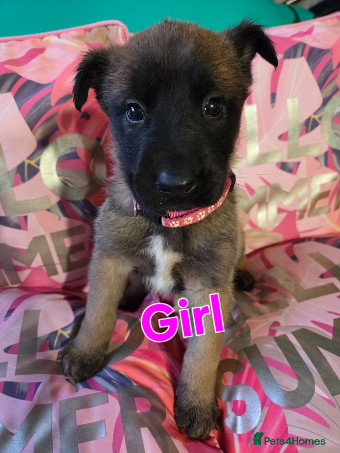 Belgian Shepherd Dog dogs for sale: Belgian shepherd's  - Image 7