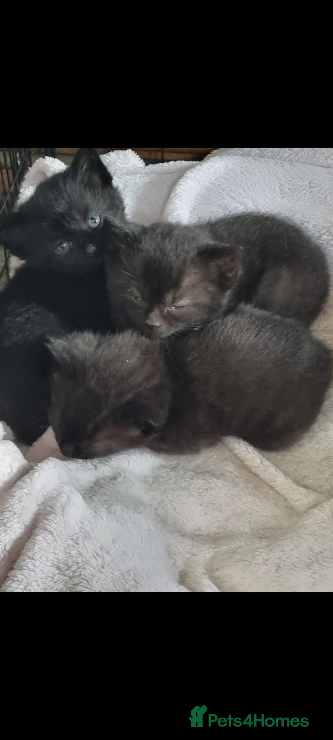 Mixed Breed cats for sale: 3 little kitten in Ellesmere Port - Advert 1