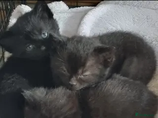 Mixed Breed cats 3 little kitten - Advert 4