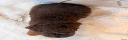 Labradoodle dogs for sale: ** RARE CHOC-PHANTOM MERLE/PARTI F1B LABRADOODLES - Advert 8