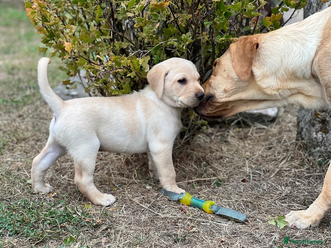 Labrador Retriever dogs for sale: Golden Labrador Puppies for Sale - Image 3