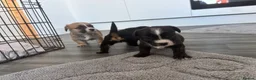 Mixed Breed dogs for sale: Jack Shih  - Advert 12