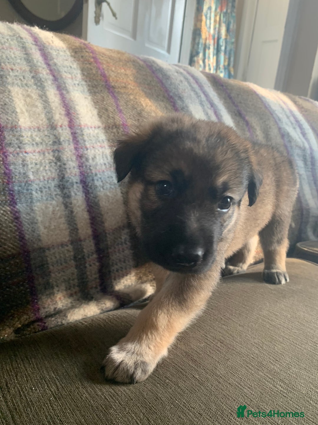 Mixed Breed dogs for sale: Labrador x German Shepard puppies - Image 7