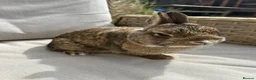 Netherland Dwarf rabbits for sale: Netherlands dwarf buck. - Advert 6