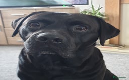 Cane Corso dogs for stud: Cane corso stud - Image 2