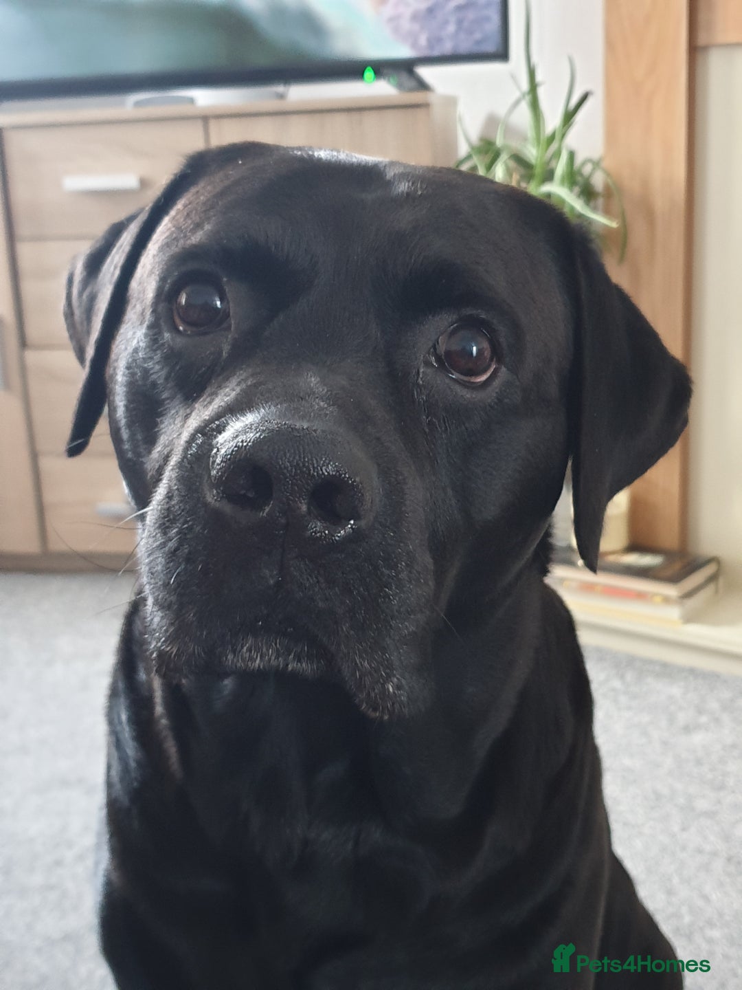 Cane Corso dogs for stud: Cane corso stud - Image 2