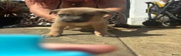 Mixed Breed dogs for sale: Cane shepherds - Advert 11