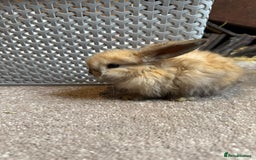 Mini Lop rabbits for sale: Adorable mini lop babies ready after 20th Aug - Image 3