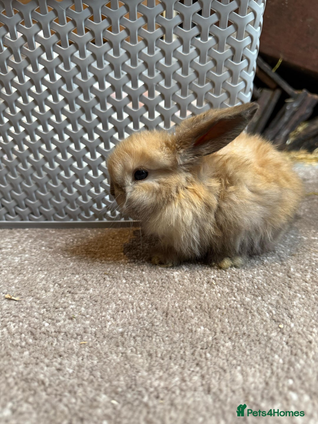 Mini Lop rabbits for sale: Adorable mini lop babies ready after 20th Aug - Image 3