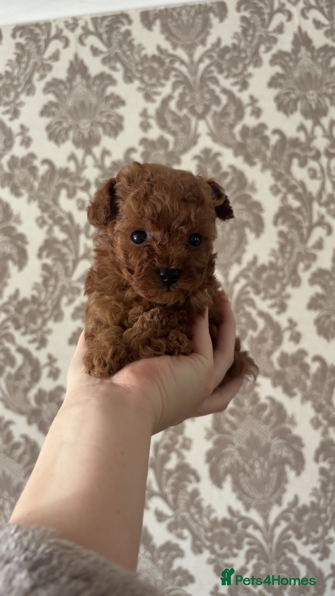 Cavapoo dogs Stunning ruby red toy boy Cavapoos - Advert 2