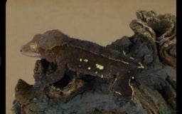 Leopard Gecko reptiles for sale: Crested Gecko + Full Setup - Image 4